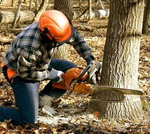 Tree Removal in Tasley, VA